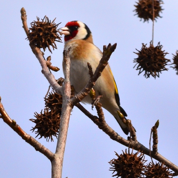 Cardellino al volo